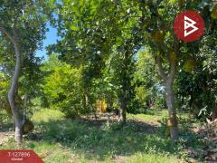  ขายที่ดินสวนผลไม้ เนื้อที่ 2 งาน อ.ท่าเรือ พระนครศรีอยุธยา-202512021423031764660183372.jpg