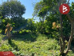  ขายที่ดินสวนผลไม้ เนื้อที่ 2 งาน อ.ท่าเรือ พระนครศรีอยุธยา-202512021423041764660184614.jpg