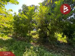  ขายที่ดินสวนผลไม้ เนื้อที่ 2 งาน อ.ท่าเรือ พระนครศรีอยุธยา-202512021423051764660185807.jpg