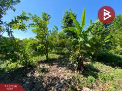  ขายที่ดินสวนผลไม้ เนื้อที่ 2 งาน อ.ท่าเรือ พระนครศรีอยุธยา-202512021423061764660186389.jpg