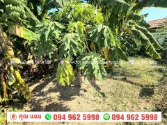 ขาย ที่ดิน 51.5 ตร.วา ซ.กำแพงเพชร 6 หลักสี่-202512021548051764665285134.jpg