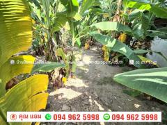 ขาย ที่ดิน 51.5 ตร.วา ซ.กำแพงเพชร 6 หลักสี่-202512021548051764665285709.jpg