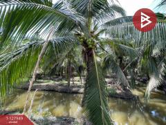 ขายที่ดินสวนมะพร้าวพร้อมบ้าน-เนื้อ