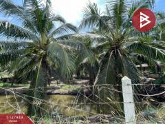 ขายที่ดินสวนมะพร้าวพร้อมบ้าน เนื้อที่33 ไร่ 1 งาน 20 ตร.วา อ.นครชัยศรี นครปฐม-202512021635251764668125657.jpg