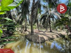 ขายที่ดินสวนมะพร้าวพร้อมบ้าน เนื้อที่33 ไร่ 1 งาน 20 ตร.วา อ.นครชัยศรี นครปฐม-202512021635261764668126251.jpg