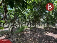 ขายที่ดินสวนมะพร้าวพร้อมบ้าน เนื้อที่33 ไร่ 1 งาน 20 ตร.วา อ.นครชัยศรี นครปฐม-202512021635271764668127032.jpg