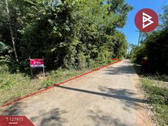 ขายที่ดินแปลงสวย เนื้อที่ 220 ตารางวา อ.โนนศิลา จ.ขอนแก่น ราคาถูก-202512021655261764669326922.jpg