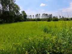 ขายที่ดินบ้านห้วยหิน ซอยวัดหินดาษ (รหัสทรัพย์ 202571)  ต.ลาดกระทิง  อ.สนามชันเขต จ.ฉะเชิงเทรา-202512031835291764761729429.jpg