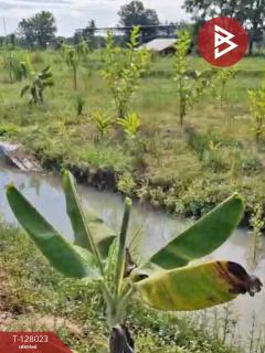 ขายที่ดิน เนื้อที่ 13 ไร่ 1 งาน 16.4 ตร.วา หนองเรือ ขอนแก่น-202512040913071764814387976.jpg