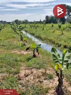 ขายที่ดิน เนื้อที่ 13 ไร่ 1 งาน 16.4 ตร.วา หนองเรือ ขอนแก่น-202512040913091764814389234.jpg