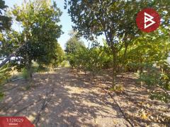 ขายด่วนบ้านสวนพร้อมที่ดิน เนื้อที่ 5 ไร่ บ้านโพธิ์แทน องค์รักษ์ นครนายก-202512041626571764840417050.jpg