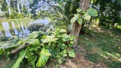 ขายบ้านสวน ฉะเชิงเทรา เนื้อที่ 4 ไร่ 29 ตารางวา หน้าติดถนน หลังติดคลอง-202512051132081764909128225.jpeg