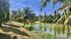 ขายบ้านสวน ฉะเชิงเทรา เนื้อที่ 4 ไร่ 29 ตารางวา หน้าติดถนน หลังติดคลอง-202512051132121764909132644.jpeg