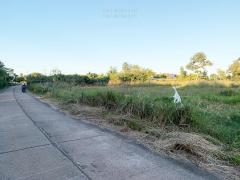 ขายที่ดิน 4ไร่ ในตัวเมืองอำนาจเจริญ เหมาะปลูกบ้าน ทำโครงการจัดสรร ทำโกดัง ใกล้ถนนใหญ่-202512051526251764923185206.jpg