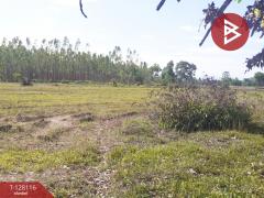 ขายที่ดิน เนื้อที่ 32 ไร่ 77 ตร.วา กบินทร์บุรี ปราจีนบุรี-202512060445431764971143408.jpg