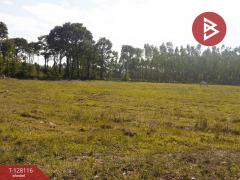 ขายที่ดิน เนื้อที่ 32 ไร่ 77 ตร.วา กบินทร์บุรี ปราจีนบุรี-202512060445441764971144624.jpg