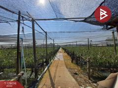 ขายที่ดินแปลงใหญ่ เนื้อที่ 9 ไร่ 2 งาน 46 ตารางวา อ.สามพราน นครปฐม ติดถนน-202512061458001765007880194.jpg