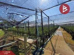 ขายที่ดินแปลงใหญ่ เนื้อที่ 9 ไร่ 2 งาน 46 ตารางวา อ.สามพราน นครปฐม ติดถนน-202512061458001765007880763.jpg