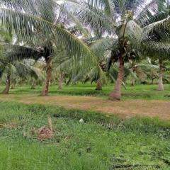 ขายที่ดิน สวนมะพร้าว  12-2-7.9 ไร่ อ.ปากพนัง จ.นครศรีธรรมราช *เก็บผลผลิตได้เลย*-202512061654051765014845439.jpg