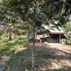 ขายที่ดิน สวนมะพร้าว  12-2-7.9 ไร่ อ.ปากพนัง จ.นครศรีธรรมราช *เก็บผลผลิตได้เลย*-202512061654061765014846179.jpg