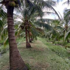 ขายที่ดิน สวนมะพร้าว  12-2-7.9 ไร่ อ.ปากพนัง จ.นครศรีธรรมราช *เก็บผลผลิตได้เลย*-202512061654071765014847209.jpg