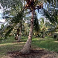 ขายที่ดิน สวนมะพร้าว  12-2-7.9 ไร่ อ.ปากพนัง จ.นครศรีธรรมราช *เก็บผลผลิตได้เลย*-202512061654071765014847811.jpg