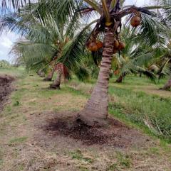 ขายที่ดิน สวนมะพร้าว  12-2-7.9 ไร่ อ.ปากพนัง จ.นครศรีธรรมราช *เก็บผลผลิตได้เลย*-202512061654081765014848436.jpg
