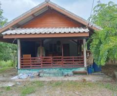 ขายที่ดิน สวนมะพร้าว  12-2-7.9 ไร่ อ.ปากพนัง จ.นครศรีธรรมราช *เก็บผลผลิตได้เลย*-202512061654091765014849023.jpg