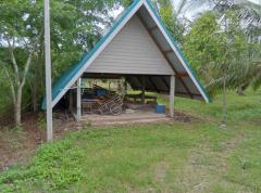 ขายที่ดิน สวนมะพร้าว  12-2-7.9 ไร่ อ.ปากพนัง จ.นครศรีธรรมราช *เก็บผลผลิตได้เลย*-202512061654091765014849604.jpg