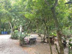 บ้านสวนละมุด 101 อำเภอบ้านลาด จังหวัดเพชรบุรี ขายบ้านพร้อมที่ดิน 266 ตารางวา 2 ห้องนอน 2 ห้องน้ำ ใกล้โรบินสันเพชรบุรี 7 กม.-202512070918311765073911152.jpg