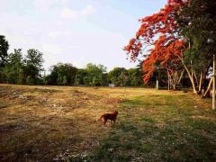 ที่ดินสวย วิวเขา ติดน้ำ 6-3-49.6 ไร่ น้ำแพร่ อ.หางดง เชียงใหม่-202512081755521765191352573.jpg