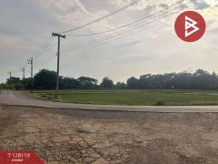 ขายที่ดิน เนื้อที่ 6 ไร่ 68 ตร.วา ท่าบ่อ หนองคาย-202512091200501765256450012.jpg