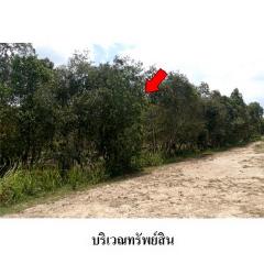 ขายที่ดินว่างเปล่า ถ.เลียบคลองเถี้ยะ ต.ควนชะลิก อ.หัวไทร จ.นครศรีธรรมราช