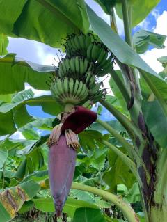  ขายที่ดินทำเลทอง! หมู่บ้านช่างทอง ต.สุเทพ อ.เมืองเชียงใหม่ ใกล้มหาวิทยาลัยเชียงใหม่ (หลัง มช.)-202512091643461765273426702.jpg