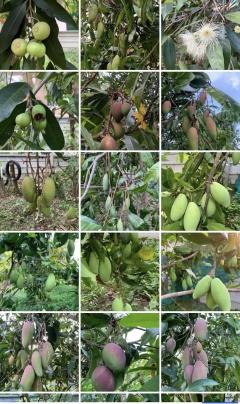  ขายที่ดินทำเลทอง! หมู่บ้านช่างทอง ต.สุเทพ อ.เมืองเชียงใหม่ ใกล้มหาวิทยาลัยเชียงใหม่ (หลัง มช.)-202512091643471765273427275.jpg