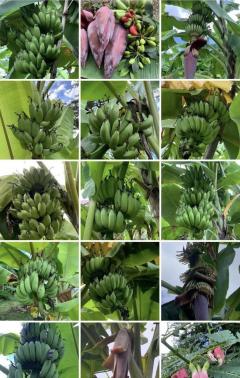  ขายที่ดินทำเลทอง! หมู่บ้านช่างทอง ต.สุเทพ อ.เมืองเชียงใหม่ ใกล้มหาวิทยาลัยเชียงใหม่ (หลัง มช.)-202512091643471765273427835.jpg