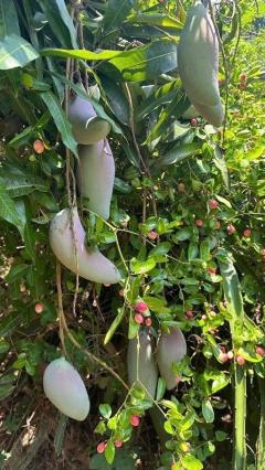  ขายที่ดินทำเลทอง! หมู่บ้านช่างทอง ต.สุเทพ อ.เมืองเชียงใหม่ ใกล้มหาวิทยาลัยเชียงใหม่ (หลัง มช.)-202512091643481765273428386.jpg