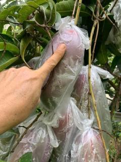  ขายที่ดินทำเลทอง! หมู่บ้านช่างทอง ต.สุเทพ อ.เมืองเชียงใหม่ ใกล้มหาวิทยาลัยเชียงใหม่ (หลัง มช.)-202512091643481765273428981.jpg