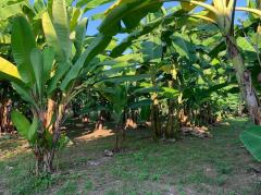  ขายที่ดินทำเลทอง! หมู่บ้านช่างทอง ต.สุเทพ อ.เมืองเชียงใหม่ ใกล้มหาวิทยาลัยเชียงใหม่ (หลัง มช.)-202512091643491765273429474.jpg