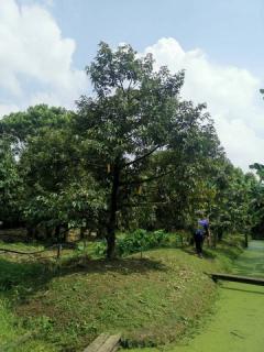 บ้านติดทะเลหัวหิน พร้อมที่ดินผืนใหญ่ 2 ไร่ 2 งาน 58 ตรว. บ้านพักตากอากาศริมทะเล ทำเลพรีเมียม