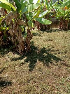 ขายที่ดินเปล่า อำเภอฝาง จังหวัดเชียงใหม่ เนื้อที่ 260 ตารางวา มีประตูรั้ว และกำแพงล้อมรอบแปลง-202512111444361765439076067.jpeg