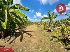 ขายที่ดินพร้อมสิ่งปลูกสร้าง เนื้อที่ 8 ไร่ 2 งาน 91 ตร.วา ท่ายาง เพชรบุรี-202512121401511765522911068.jpg