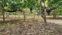 ขายที่ดินถมแล้ว 4-0-40 ไร่ น้ำไม่ท่วม เหมาะแก่การทำสวนและปลูกบ้าน ต.หนองปลาสะวาย อ.บ้านโฮ่ง จ.ลำพูน