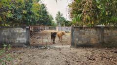 ขายที่ดินถมแล้ว 4-0-40 ไร่ น้ำไม่ท่วม เหมาะแก่การทำสวนและปลูกบ้าน ต.หนองปลาสะวาย อ.บ้านโฮ่ง จ.ลำพูน-202512121425441765524344888.jpg