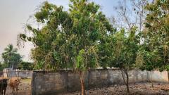 ขายที่ดินถมแล้ว 4-0-40 ไร่ น้ำไม่ท่วม เหมาะแก่การทำสวนและปลูกบ้าน ต.หนองปลาสะวาย อ.บ้านโฮ่ง จ.ลำพูน-202512121425451765524345877.jpg