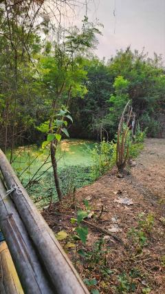 ขายที่ดินถมแล้ว 4-0-40 ไร่ น้ำไม่ท่วม เหมาะแก่การทำสวนและปลูกบ้าน ต.หนองปลาสะวาย อ.บ้านโฮ่ง จ.ลำพูน-202512121425461765524346453.jpg