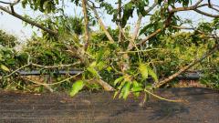 ขายที่ดินถมแล้ว 4-0-40 ไร่ น้ำไม่ท่วม เหมาะแก่การทำสวนและปลูกบ้าน ต.หนองปลาสะวาย อ.บ้านโฮ่ง จ.ลำพูน-202512121425471765524347020.jpg