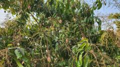 ขายที่ดินถมแล้ว 4-0-40 ไร่ น้ำไม่ท่วม เหมาะแก่การทำสวนและปลูกบ้าน ต.หนองปลาสะวาย อ.บ้านโฮ่ง จ.ลำพูน-202512121425471765524347578.jpg