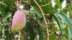 ขายที่ดินถมแล้ว 4-0-40 ไร่ น้ำไม่ท่วม เหมาะแก่การทำสวนและปลูกบ้าน ต.หนองปลาสะวาย อ.บ้านโฮ่ง จ.ลำพูน-202512121425481765524348132.jpg