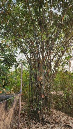 ขายที่ดินถมแล้ว 4-0-40 ไร่ น้ำไม่ท่วม เหมาะแก่การทำสวนและปลูกบ้าน ต.หนองปลาสะวาย อ.บ้านโฮ่ง จ.ลำพูน-202512121425481765524348677.jpg